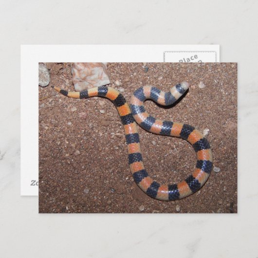 Arizona Variable Sandsnake Briefkaart (Voorkant / Achterkant)