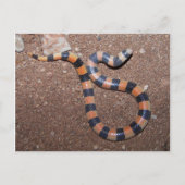 Arizona Variable Sandsnake Briefkaart (Voorkant)