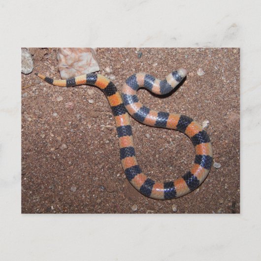 Arizona Variable Sandsnake Briefkaart (Voorkant)