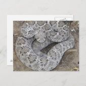 Arizona Western Diamondback Rattlesnake Briefkaart (Voorkant / Achterkant)
