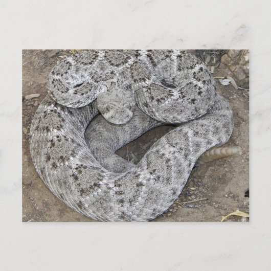 Arizona Western Diamondback Rattlesnake Briefkaart (Voorkant)