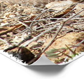 Arizona Western Diamondback Rattlesnake Poster (Hoek)