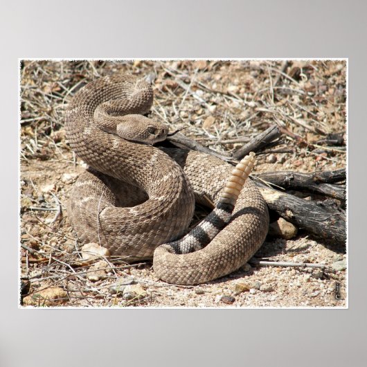Arizona Western Diamondback Rattlesnake Poster (Voorkant)