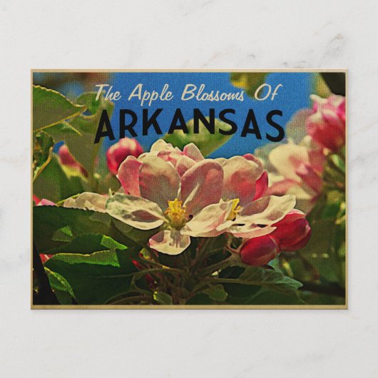 Arkansas Apple Blossom Briefkaart (Voorkant)