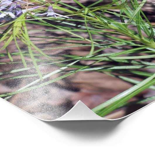 Arkansas Bluestar Needleleaf Foto Afdruk (Hoek)