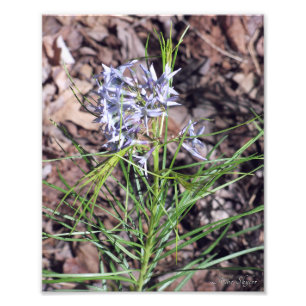 Arkansas Bluestar Needleleaf Foto Afdruk
