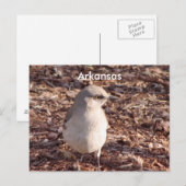Arkansas Mockingbird Briefkaart (Voorkant / Achterkant)