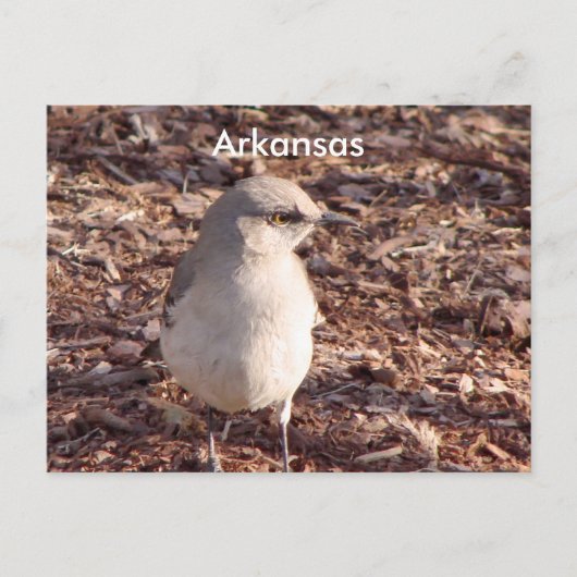 Arkansas Mockingbird Briefkaart (Voorkant)