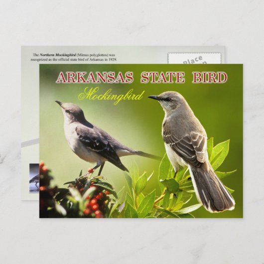 Arkansas State Bird - Mockingbird Briefkaart (Voorkant / Achterkant)