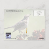 Arkansas State Bird - Mockingbird Briefkaart (Achterkant)