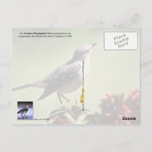 Arkansas State Bird - Mockingbird Briefkaart (Achterkant)