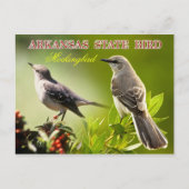 Arkansas State Bird - Mockingbird Briefkaart (Voorkant)