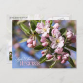 Arkansas State Flower: Apple Blossom Briefkaart (Voorkant / Achterkant)