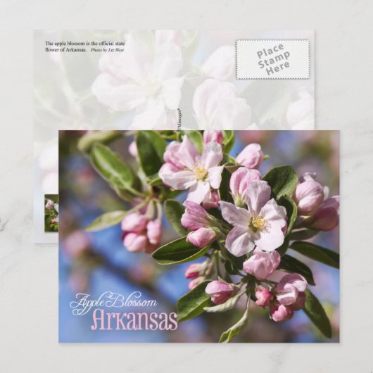 Arkansas State Flower: Apple Blossom Briefkaart (Voorkant / Achterkant)