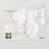Arkansas State Flower: Apple Blossom Briefkaart (Achterkant)