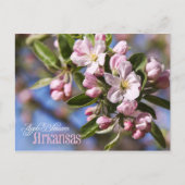 Arkansas State Flower: Apple Blossom Briefkaart (Voorkant)