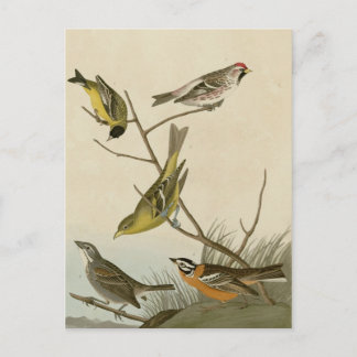 Arkanzaag Siskin, Mealy Red-poll, Louisiana Tanage Briefkaart