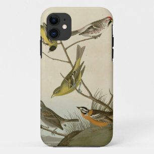 Arkanzaag Siskin, Mealy Red-poll, Louisiana Tanage Case-Mate iPhone Case