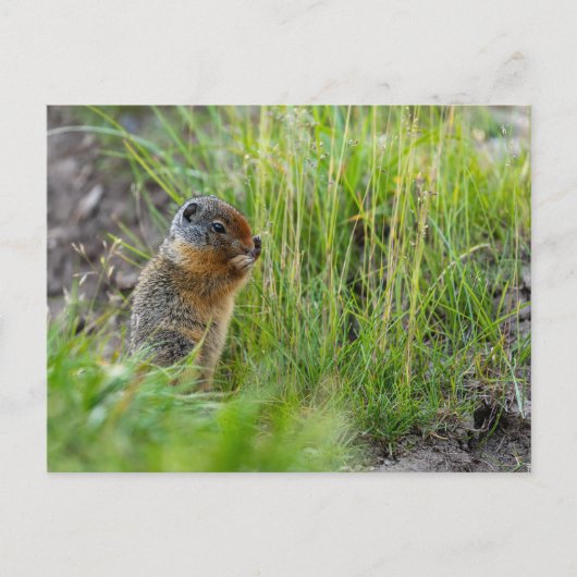 Arktisches Erdhörnchen in Kanada Postkarte Briefkaart (Voorkant)