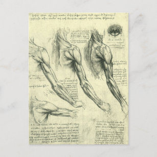 Arm en schouder Anatomie door Leonardo da Vinci Briefkaart