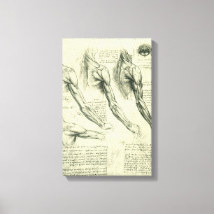 Arm en schouder Anatomie door Leonardo da Vinci Canvas Afdruk