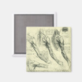 Arm en schouder Anatomie door Leonardo da Vinci Magneet (Voorkant / Achterkant)