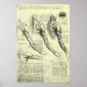 Arm en schouder Anatomie door Leonardo da Vinci Poster (Voorkant)