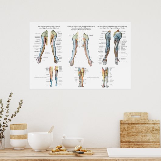 Arm Nerve Innervation of Upper Extremities Poster (Keuken)