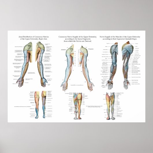 Arm Nerve Innervation of Upper Extremities Poster (Voorkant)