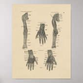arm Nerves Anatomy 1880 Print (Voorkant)
