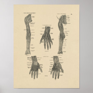  arm Nerves Anatomy 1880 Print