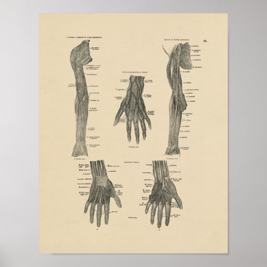 arm Nerves Anatomy 1880 Print (Voorkant)