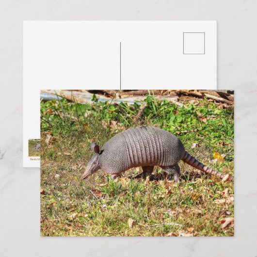 Armadillo Briefkaart (Voorkant / Achterkant)