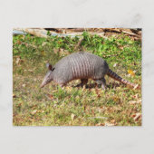 Armadillo Briefkaart (Voorkant)