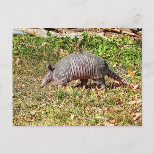 Armadillo Briefkaart (Voorkant)