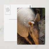 Armadillo Briefkaart (Voorkant / Achterkant)