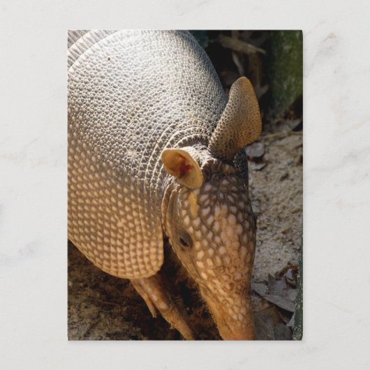 Armadillo Briefkaart (Voorkant)