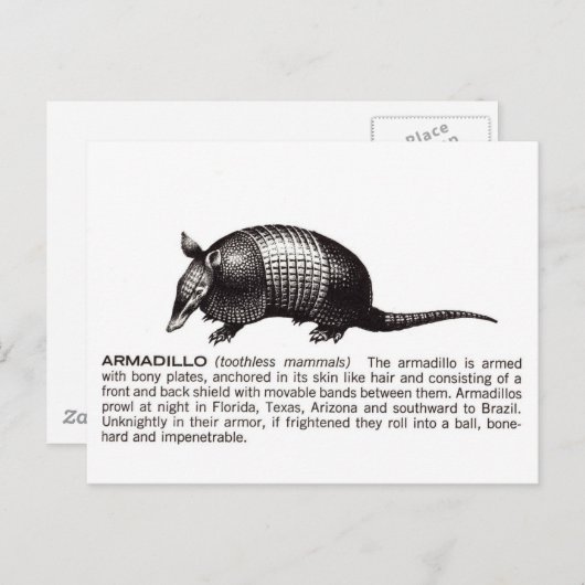 armadillo briefkaart (Voorkant / Achterkant)