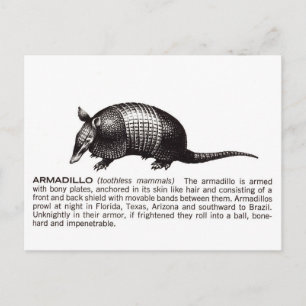armadillo briefkaart