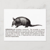 armadillo briefkaart (Voorkant)