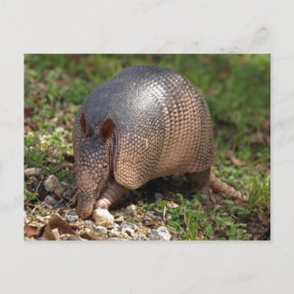 Armadillo Briefkaart