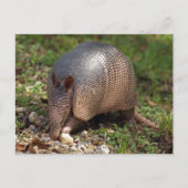 Armadillo Briefkaart (Voorkant)