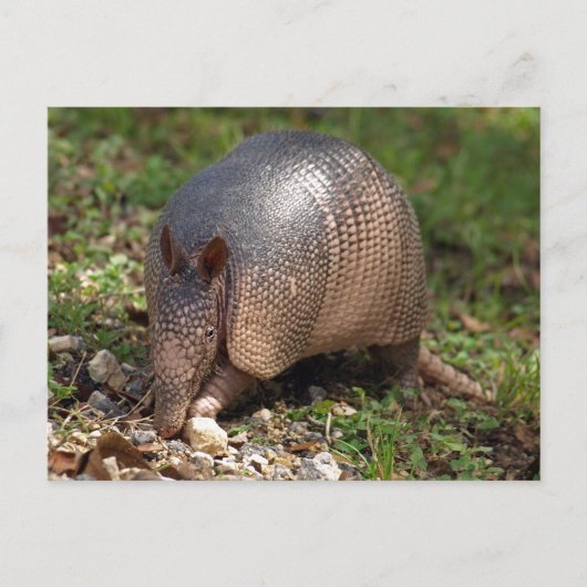 Armadillo Briefkaart (Voorkant)