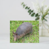 Armadillo in Green Grass Briefkaart (Staand voorkant)