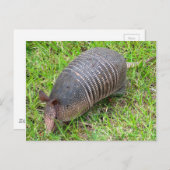 Armadillo in Green Grass Briefkaart (Voorkant / Achterkant)