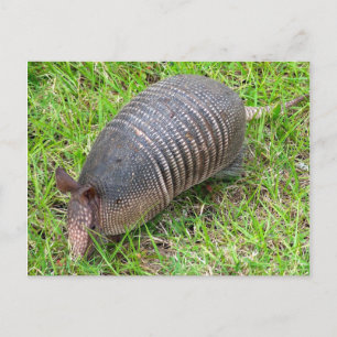Armadillo in Green Grass Briefkaart