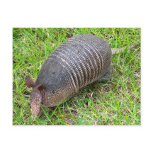 Armadillo in Green Grass