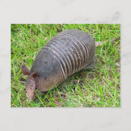 Armadillo in Green Grass Briefkaart