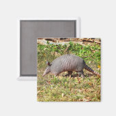 Armadillo Magneet (Voorkant / Achterkant)