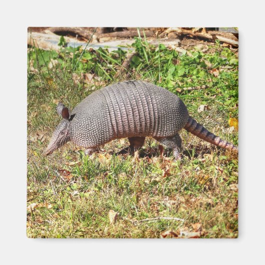 Armadillo Magneet (Voorkant)